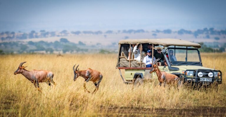 Top Wildlife Experiences in Kenya: What You’ll See on Safari