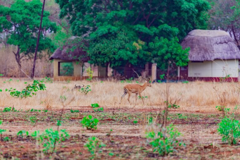 The Ultimate Guide to a Zimbabwe Safari