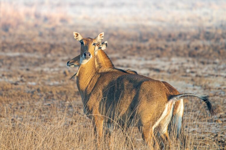 Satpura National Park Ultimate Safari Adventure & Best Travel Guide