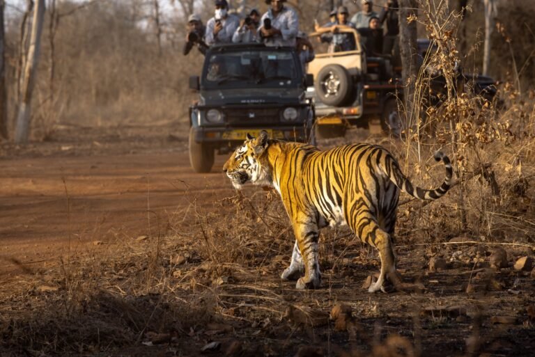 Tadoba Andhari Tiger Reserve Safari Discover Tigers and the Wild Beauty of Tadoba